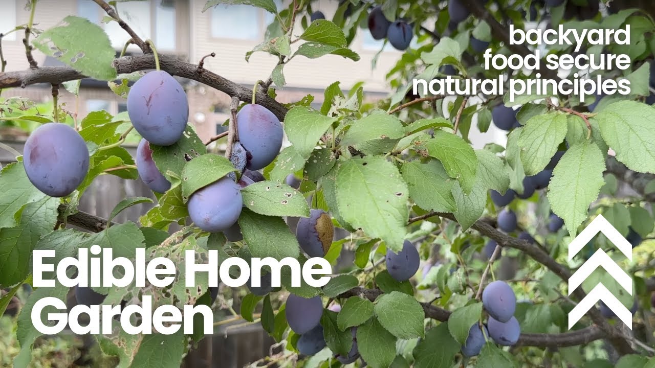 Inside an Edible Home Garden: Backyard growing practices