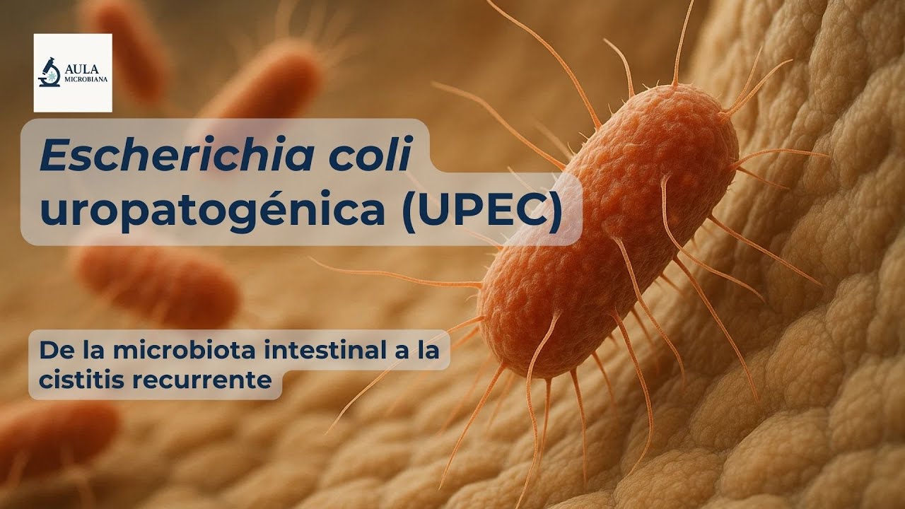 Escherichia coli uropatogénica (UPEC)