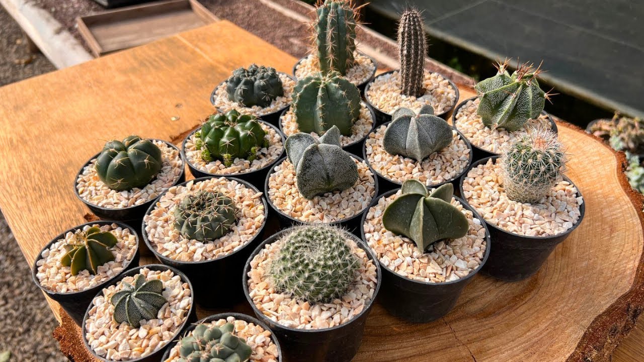 CACTOS - COLEÇÃO COM UM SUPER DESCONTO