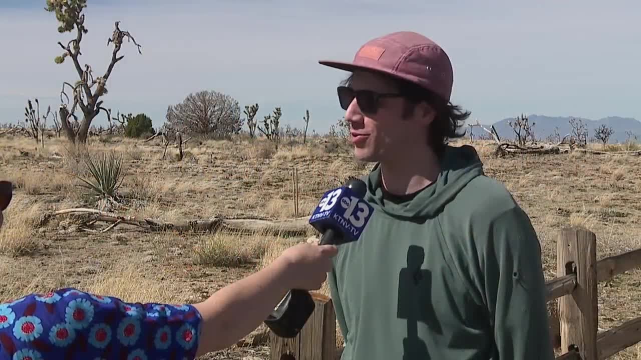 Wildflower blooms are closer to Las Vegas than you might think