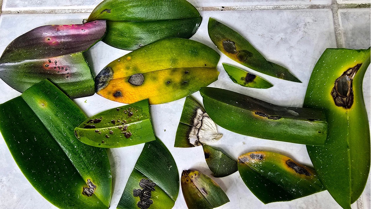 Se a sua ORQU&Iacute;DEA est&aacute; com esse fungo FA&Ccedil;A ISSO