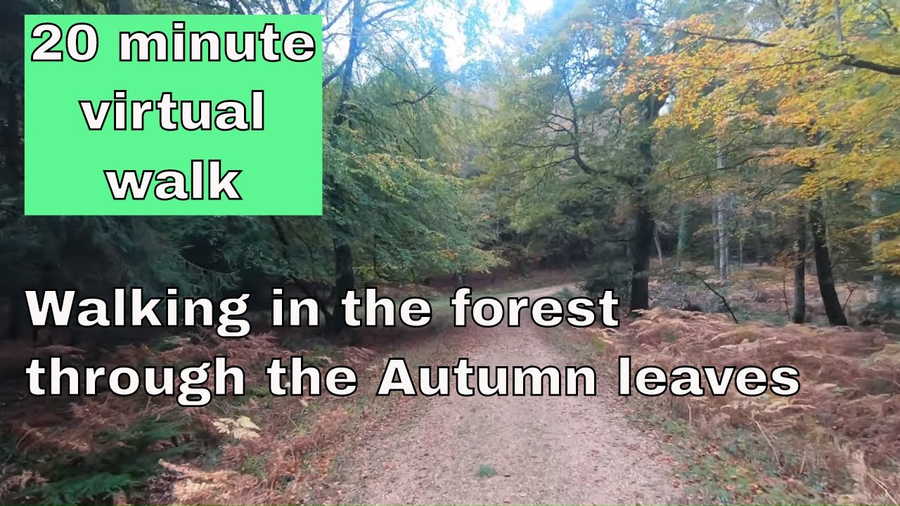 Virtual Autumn Walk - 20 minutes walking through the forest with Fall colors