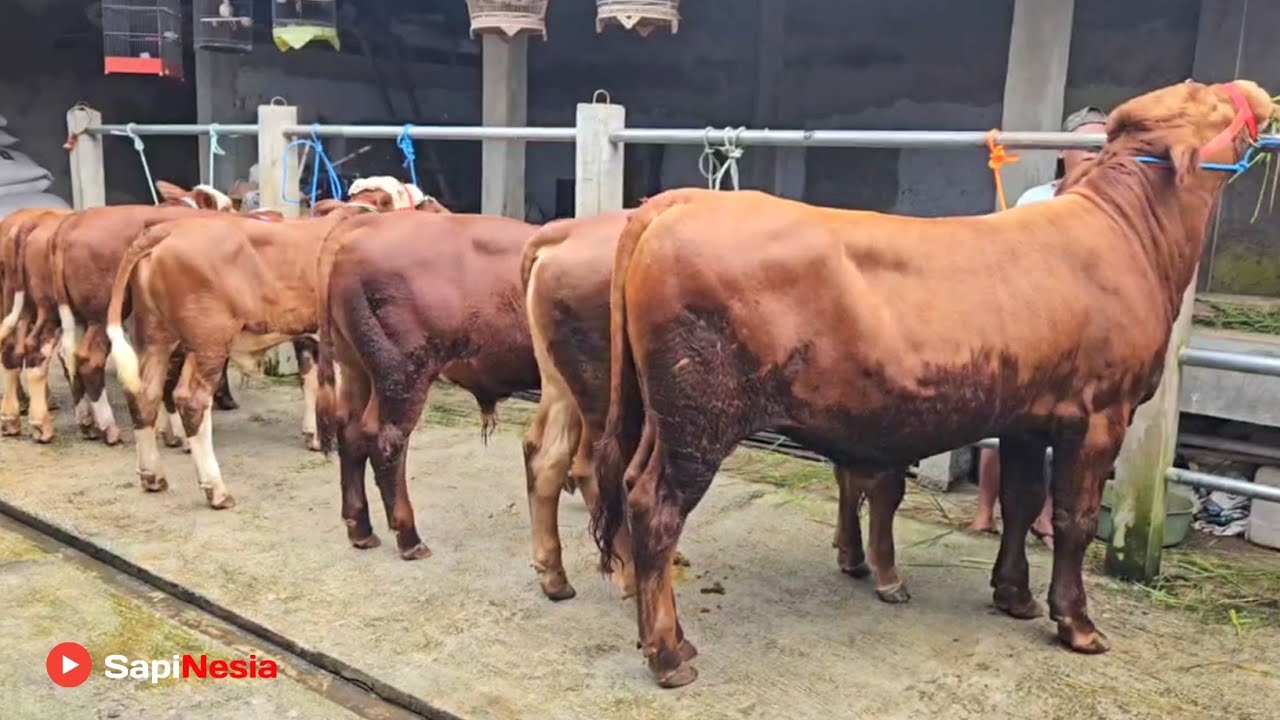 Ready Lagi Sapi Pedet Baru Di Kandang Riza Andi Farm !! Mening Calon Jumbo !! Limosin Elit Joss !!