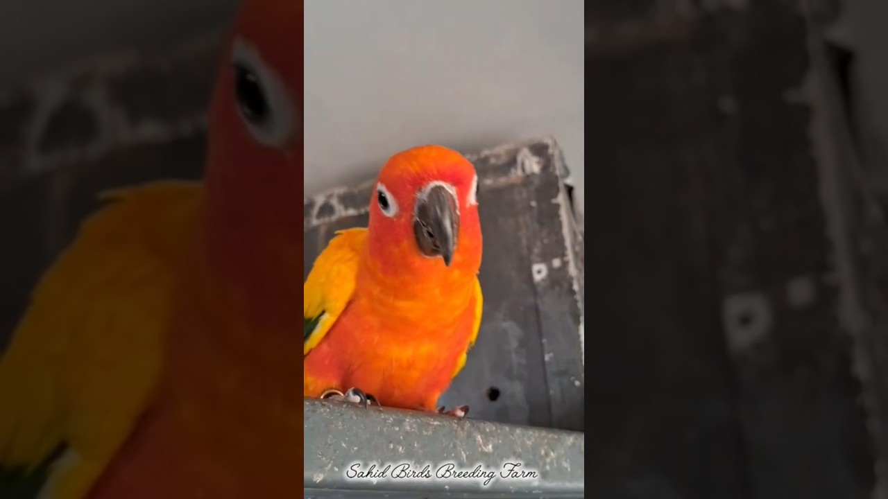 Sun Conure|Sahid Birds Breeding Farm | 