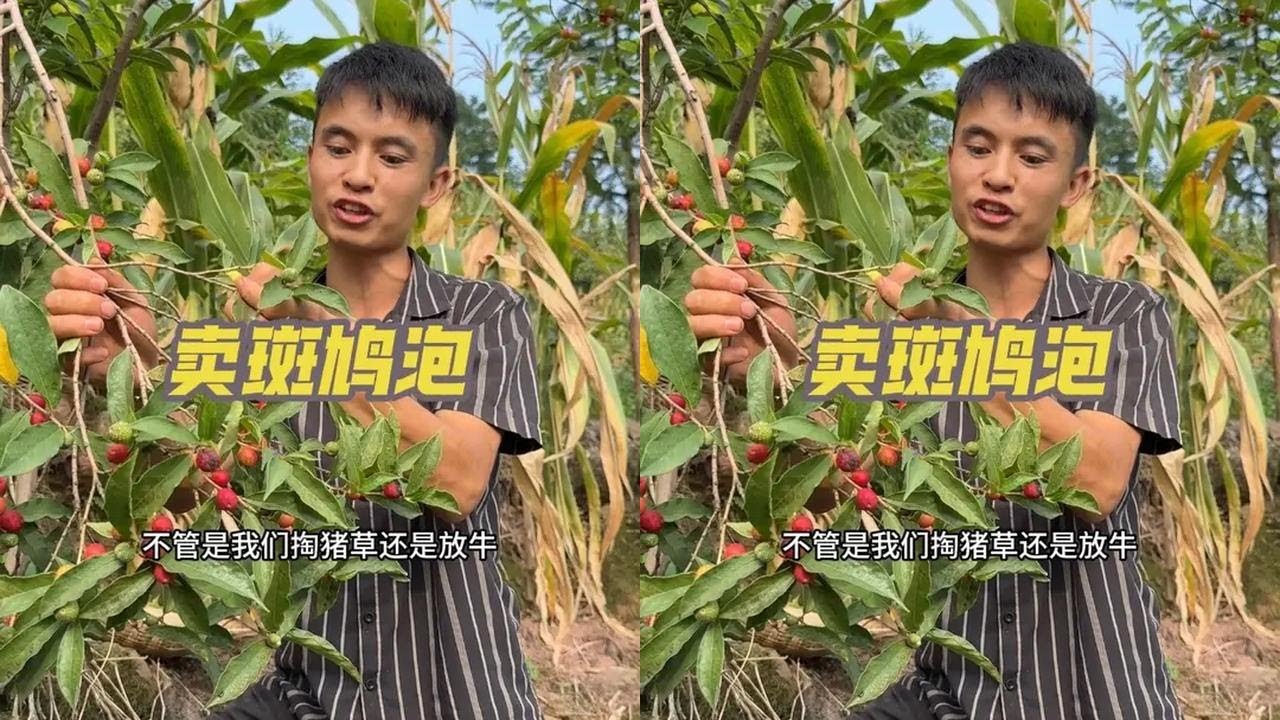 斑鸠泡儿很多人都不认识，它可是很多70，80，90后小时候被打都要去找来吃的零食，今天采点去县城看看是多少人的童年回忆。#新农人计划2025 #童年回忆