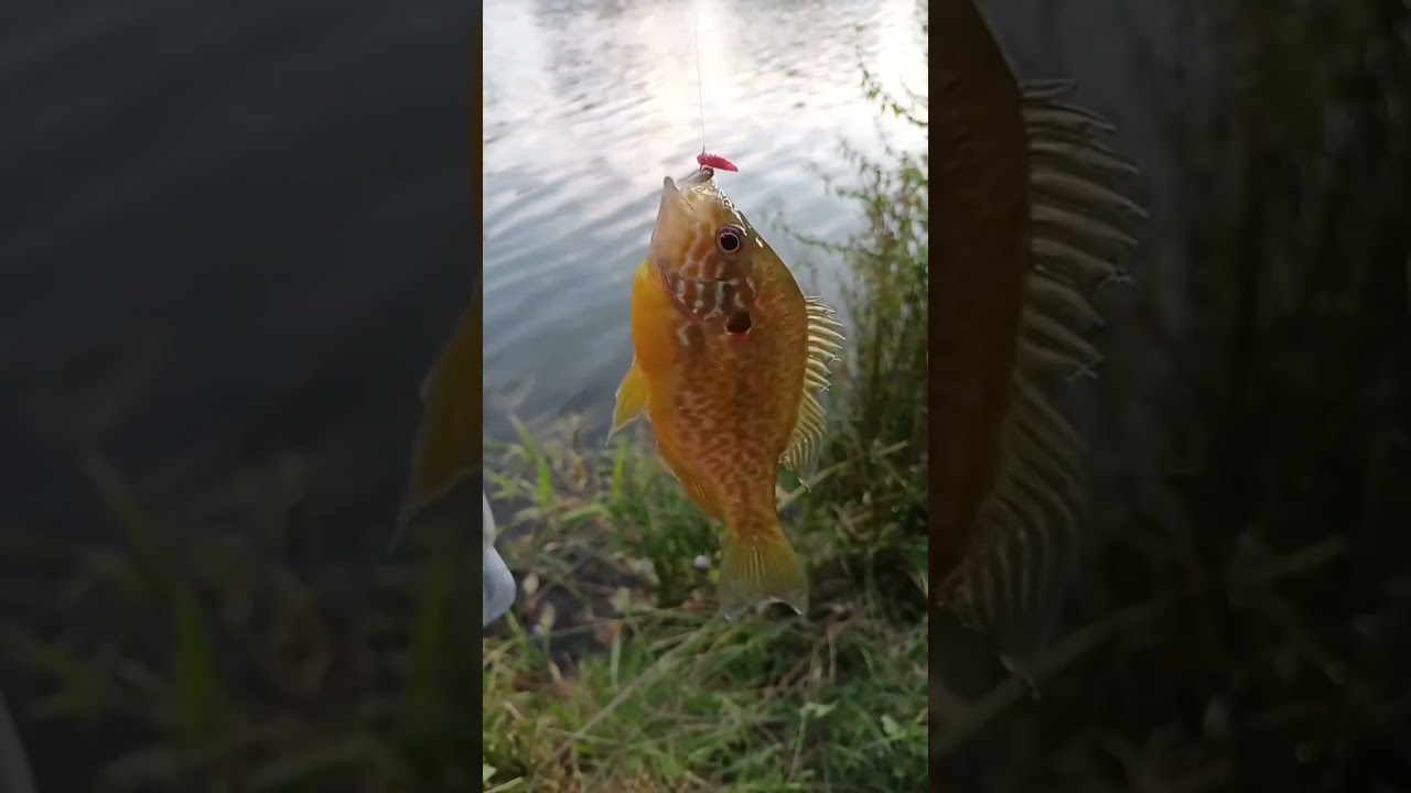 pêche au coup 🎣: amorce, esches,bourriche poissons, station 