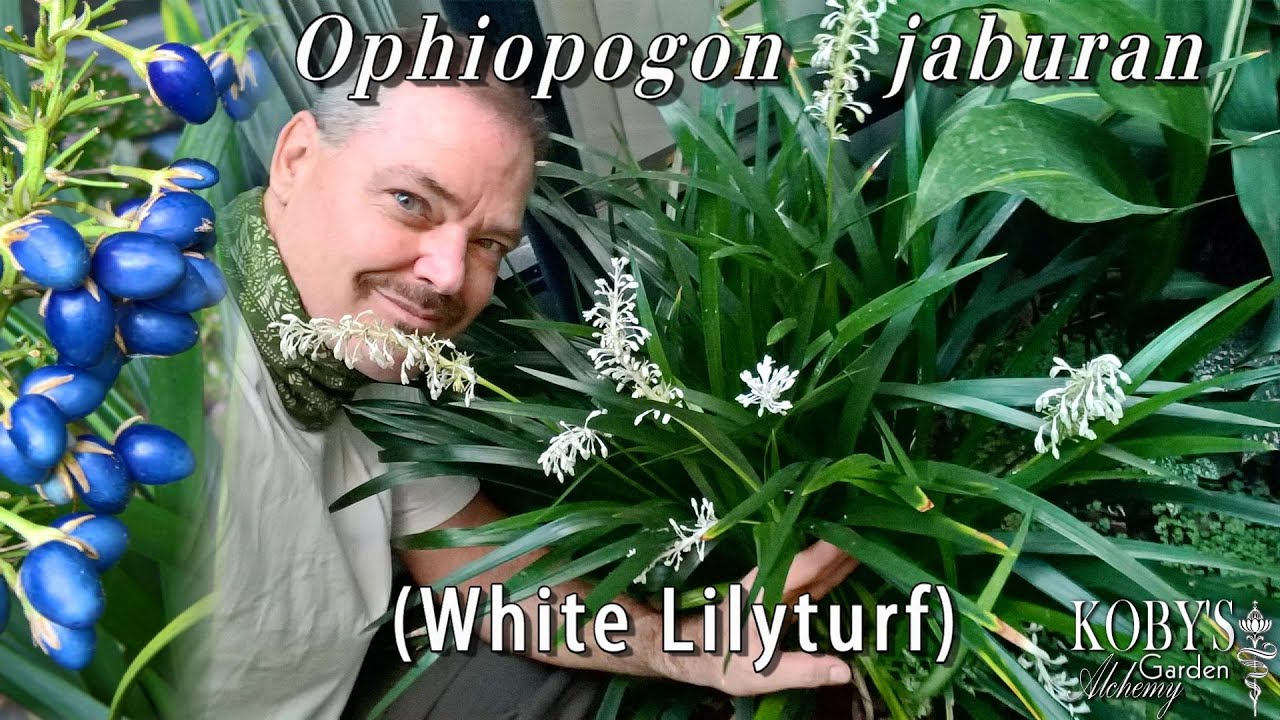 Ophiopogon jaburan (White Lilyturf). Shade loving. Intricate white wands, and pearly blue berries.