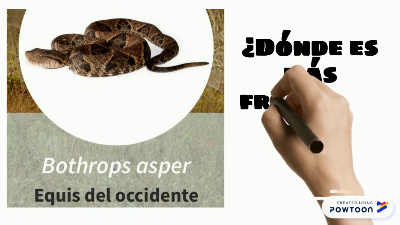 Hemotoxina 1