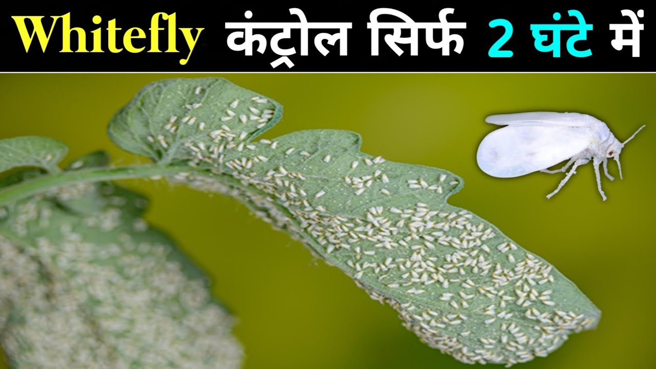 Whitefly control insecticide || सफेद मक्खी को सिर्फ 2 घंटे में कंट्रोल करें