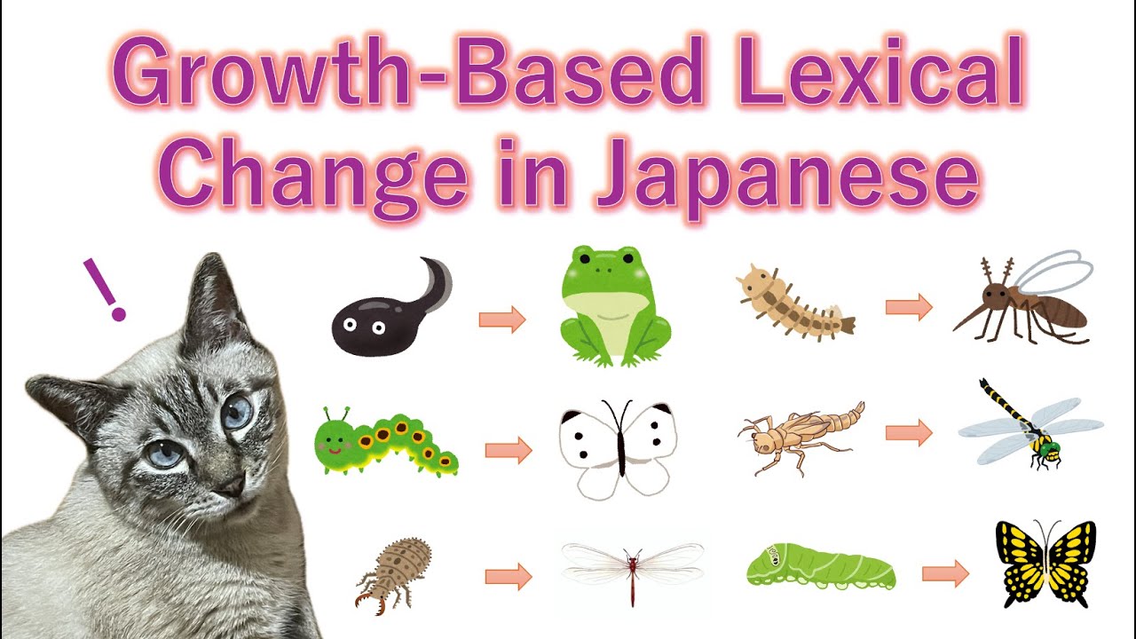 Words That Change as Things Grow in Japanese ~ Learn Japanese with Toby ~