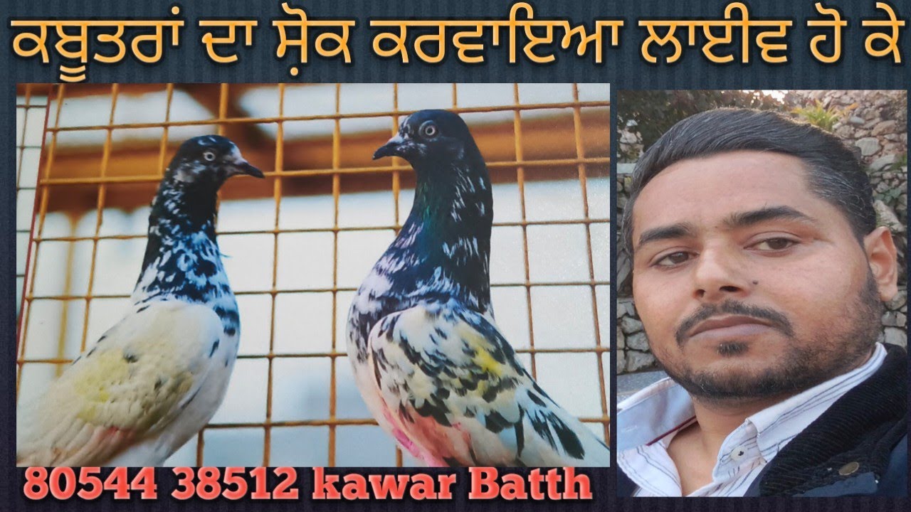 Kabooter bazi bare gal bat kety Live ho ky ||#kawarbatthpigeon 