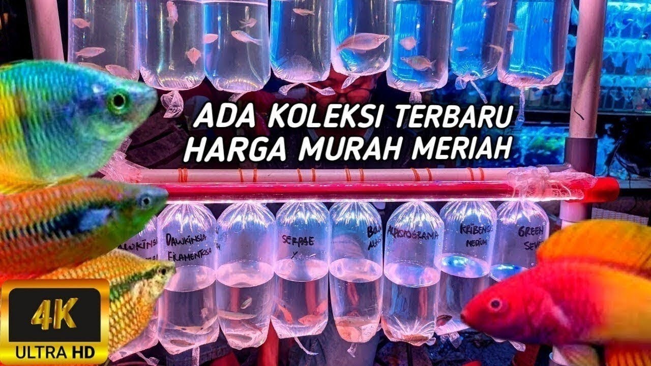 REVIEW IKAN UNTUK-UNTUK HARGA TERJANGKAU MUALI DARI 30K DI PASAR IKAN HIAS JATINEGARA JAKARTA TIMUR 