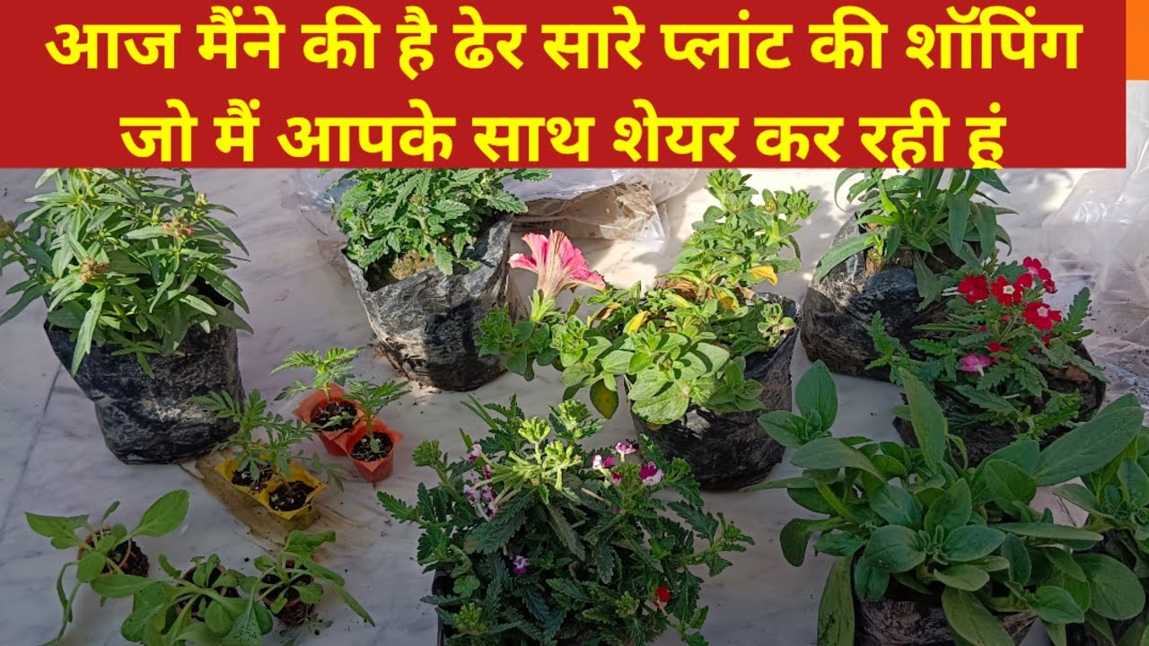 आज मैंने की है ढेर सारे प्लांट की शॉपिंग जो मैं आपके साथ शेयर कर रही हूं