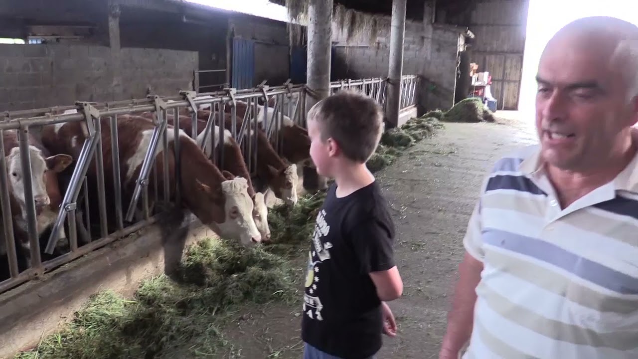Ganaderos enb su hábitat I Fleckvieh en Toñanes I 23.04.2021