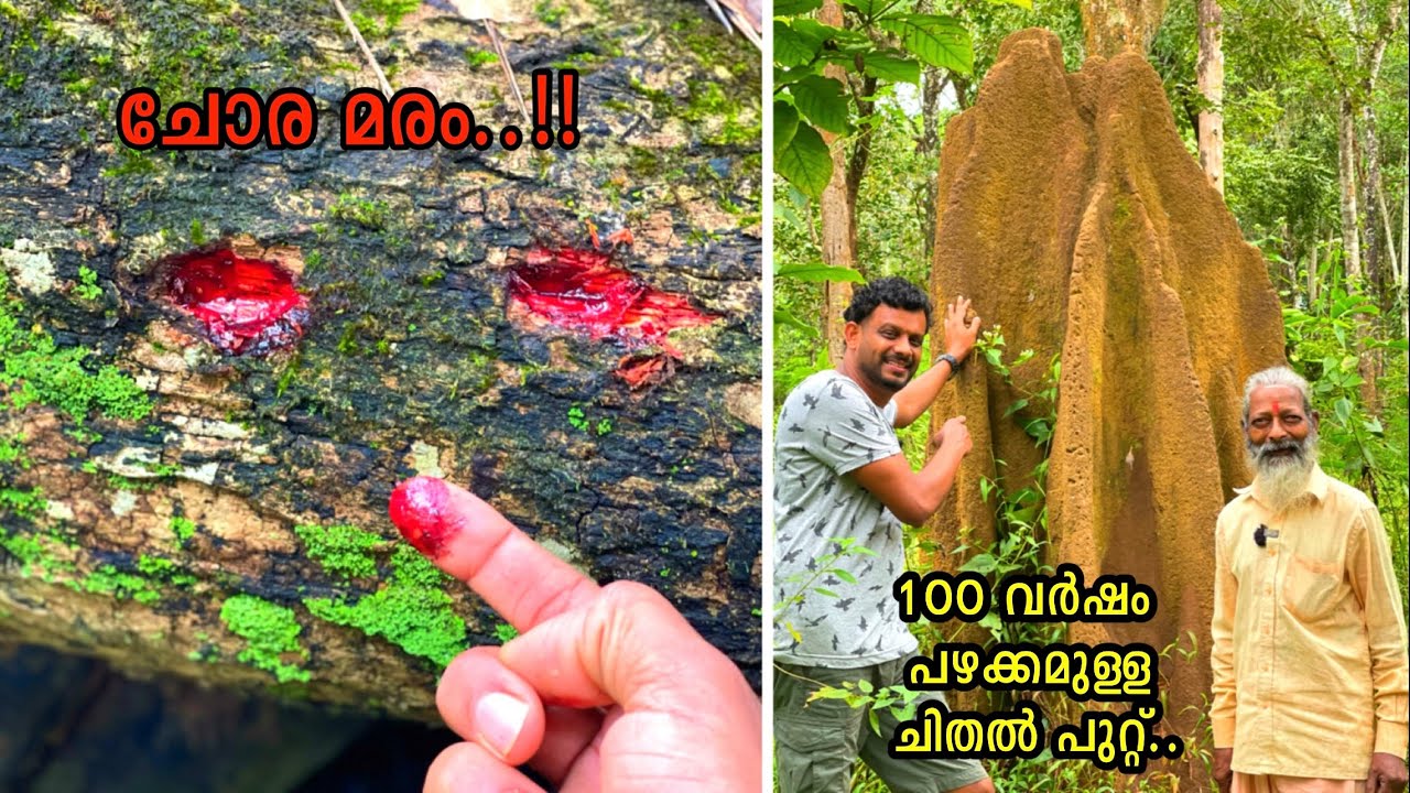 മരിക്കാനായി മനുഷ്യൻ ഒരുക്കിയ അറകളും100 വർഷം പഴക്കമുള്ള ചിൽപ്പുറ്റുകളും ചോര വാർന്നൊലിക്കുന്ന മരവും.😱