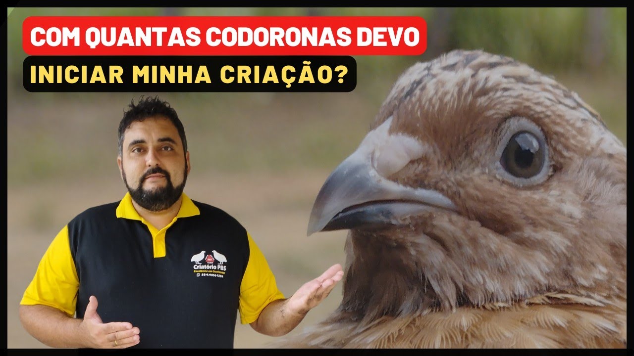 Vai começar uma CRIAÇÃO DE CODORNAS? Veja com quantas codornas começar uma criação e os motivos!