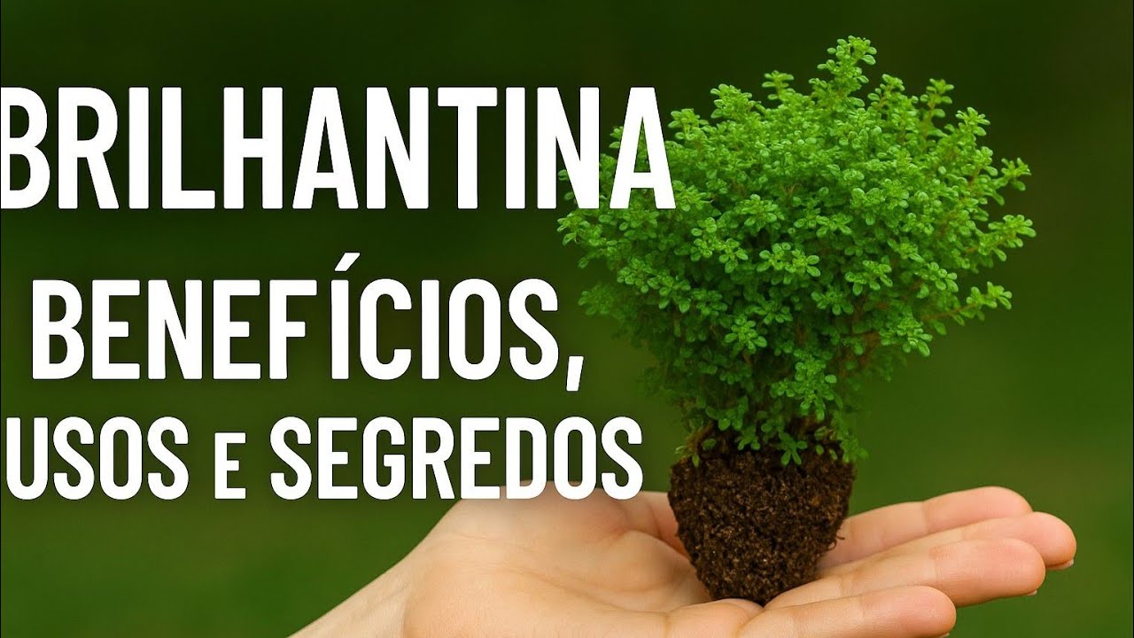 SAIBA O QUE a BRILHANTINA TEM A ENSINAR 🌿 O Poder Natural no Cotidiano!