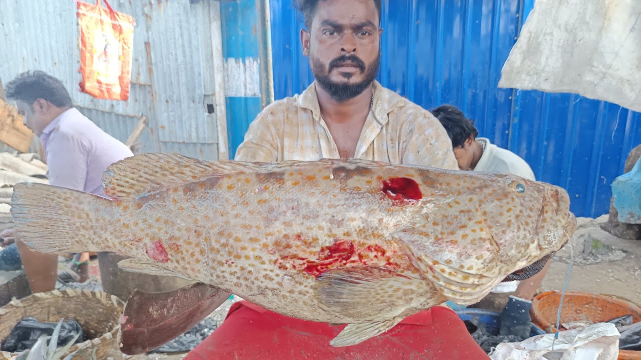Kasimed murugan fish cutting video 