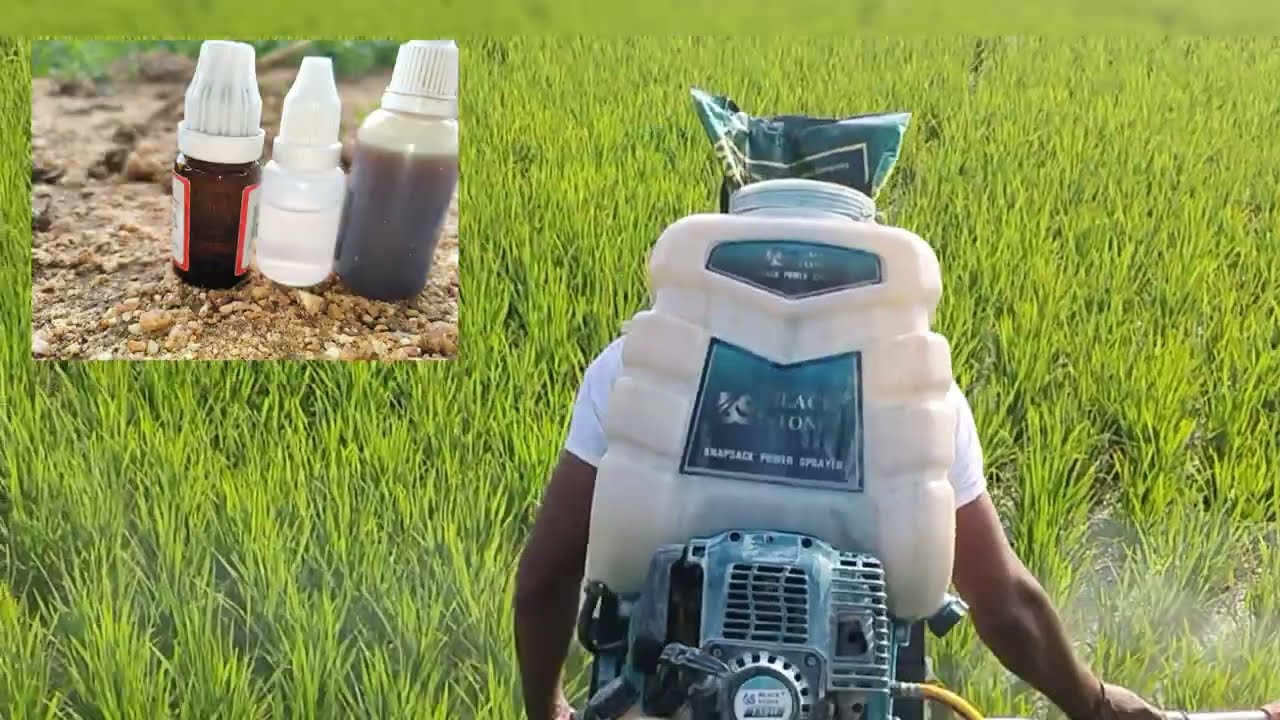 Untreated crop v/s treated Home medicine #paddy#chemicalfree#agrohomeopathy#trading#method#