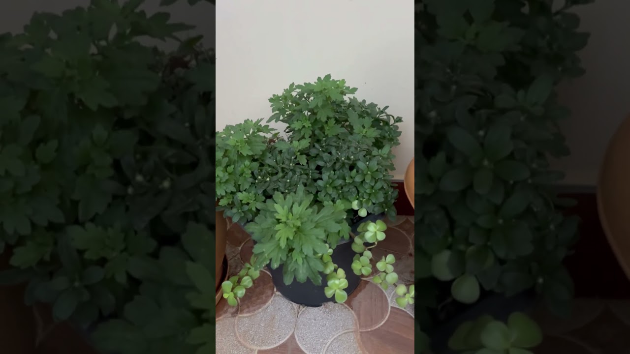 #potplants #potplants #nanthinivlogs