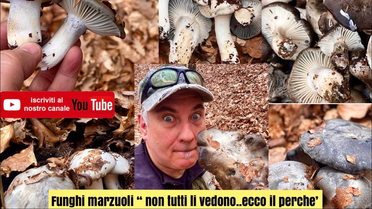 Funghi Marzuoli 
