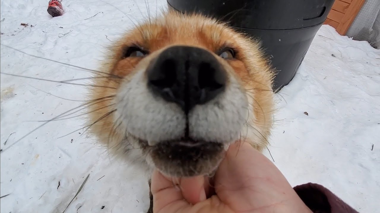 Wake up Finnegan Fox it's Morning! 🦊
