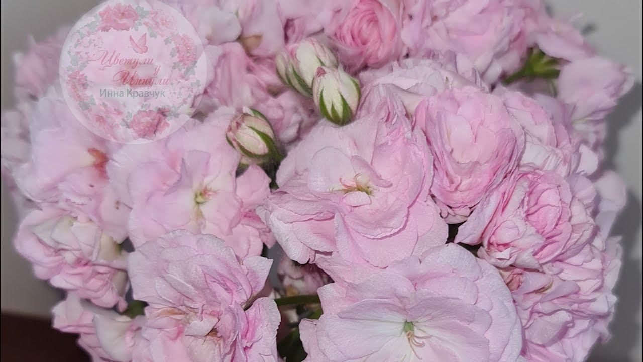 Цвітіння на північному вікні (Milfield Rose,  ЛіА Леді Бос, безіменна плющелистна)