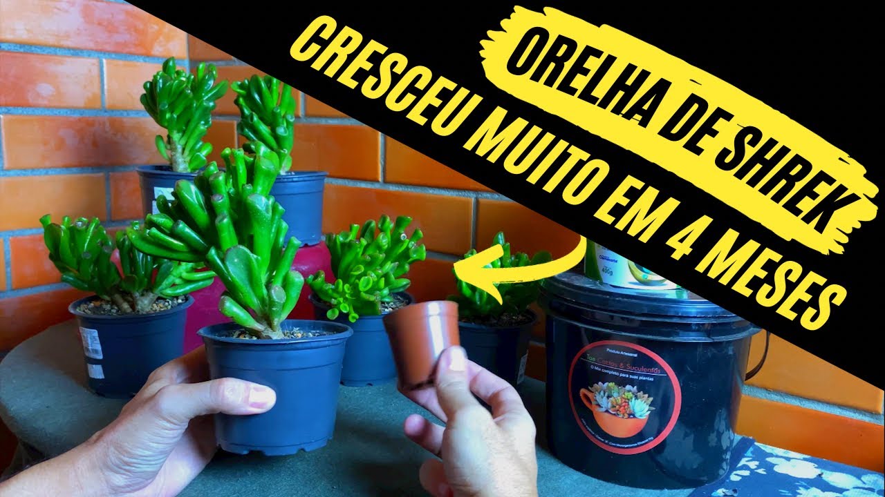 Como fazer uma muda pequena de Jade/Orelha de shrek crescer! #02 Atualização