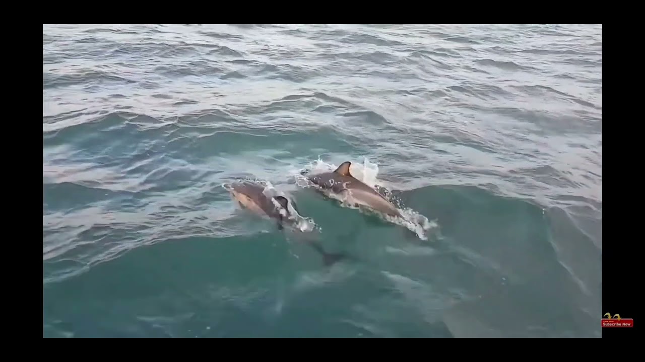 Documentar despre Marea Neagra