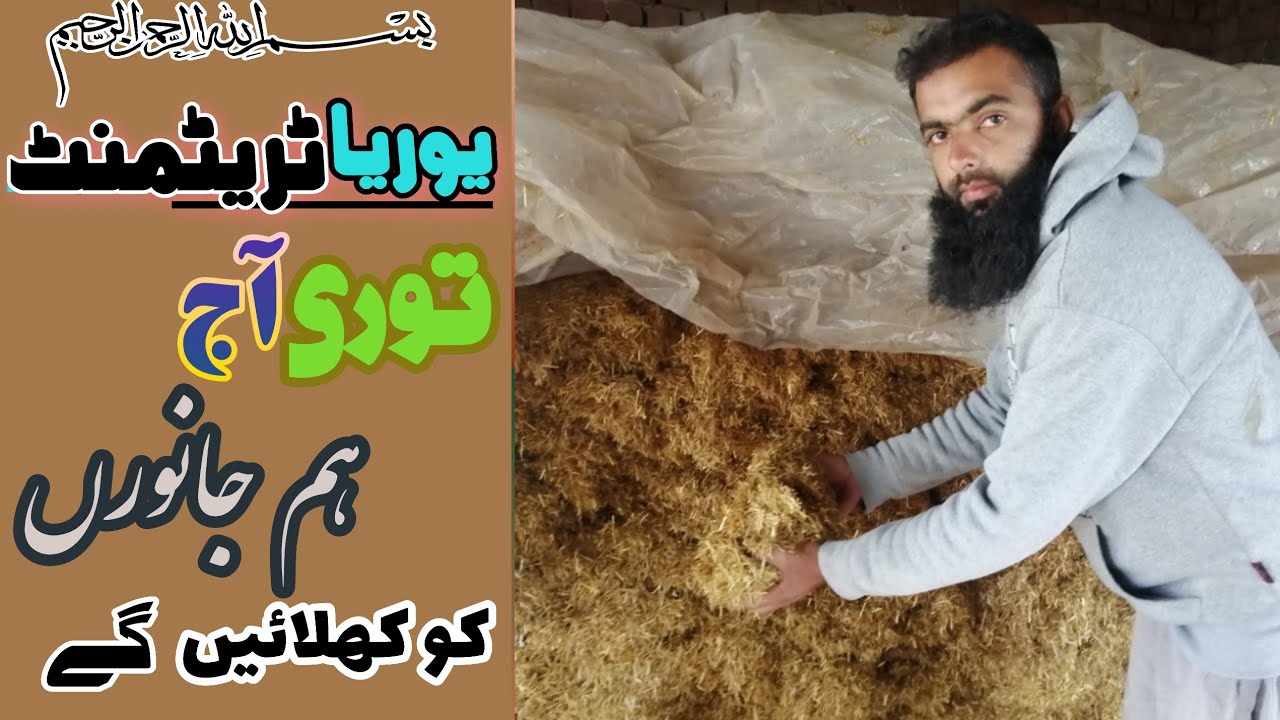 Today I will feed the urea treatment of wheat straw animals | benefits of urea treatment