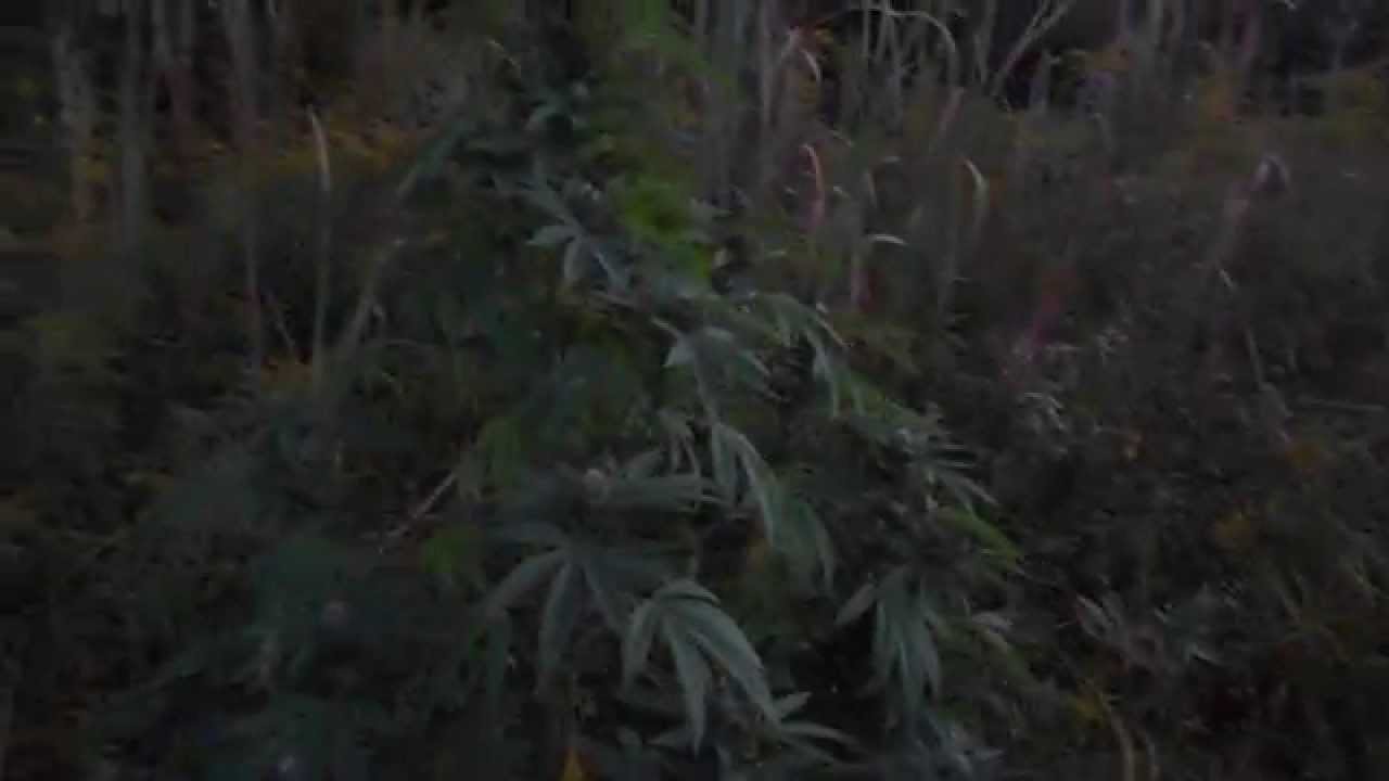 Trainwreck Marijuana Strain Outdoor Grow Flowering 2013