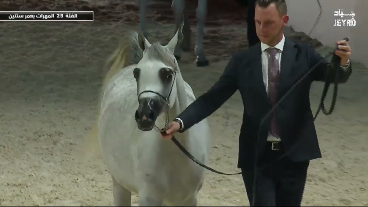 Group Presentation   Fillies 2 Years Old B Class 2B