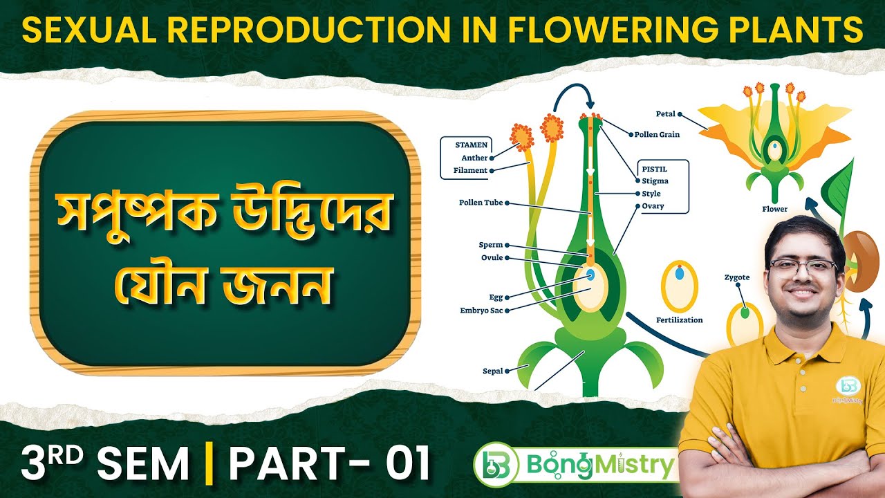 সপুষ্পক উদ্ভিদের যৌন জনন Class-12 3rd sem | Sexual  Reproduction in Flowering plants | WBCHSE