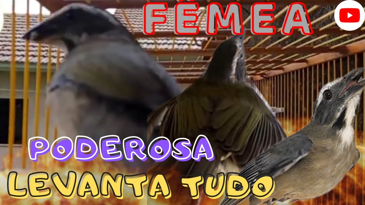 Estourando os Trinca ferro no Canto