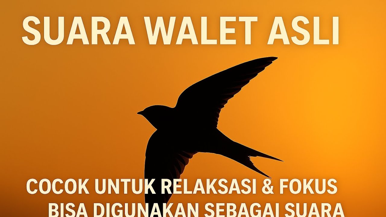 🔊 Suara Walet Asli Menenangkan • Cocok untuk Relaksasi & Daya Tarik Walet