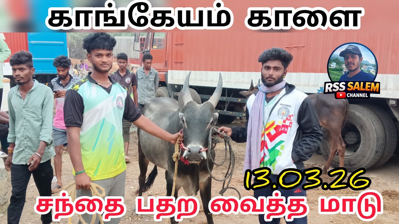 இலட்சத்தை தாண்டியது ஒரிஜினல் காங்கேயம் காளை  விலை#cow #bull #agriculture #animals #youtube #views 