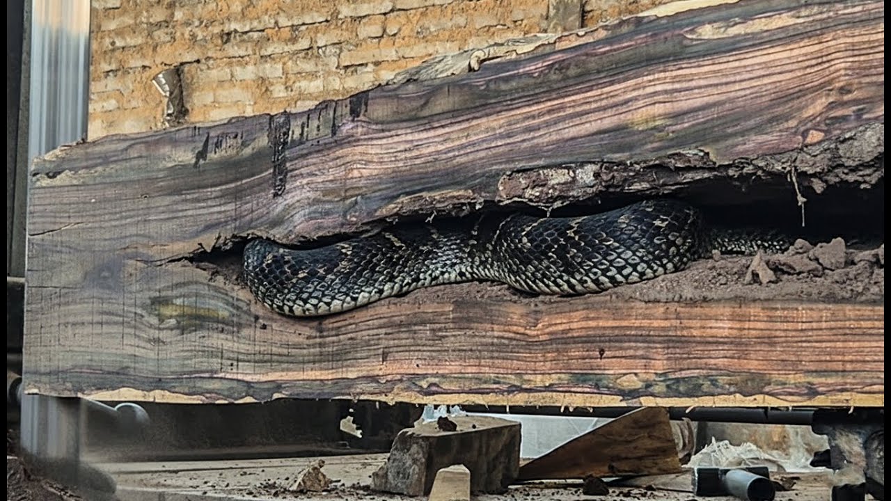 Cursed Wood! The Sono Keling Tree That Caused a Tragedy Returns to the Sawmill