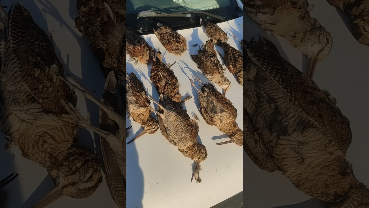 &Ccedil;ulluk Avı 2025 #beccaccia #hunting #&ccedil;ulluk #&ccedil;ullukavı #woodcock