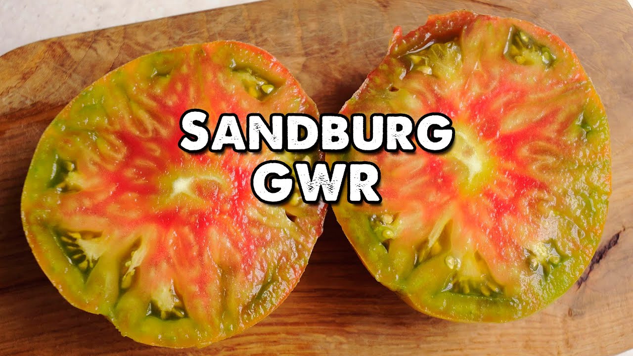 A Tomato Variety That's Hard Not to Love! Sandburg GWR Tomato!
