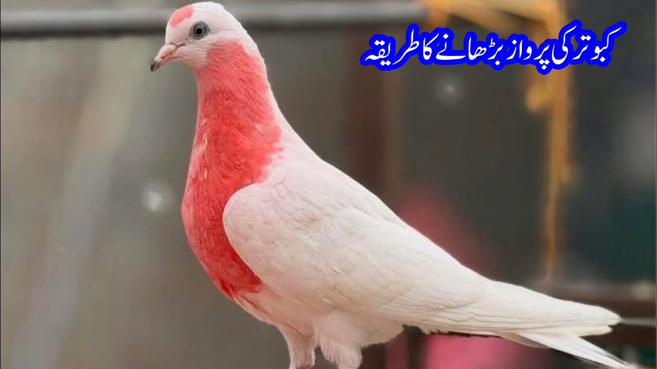 Kabootar Ki Parawz Kholne Ka Tarika || Afzaal Pigeons