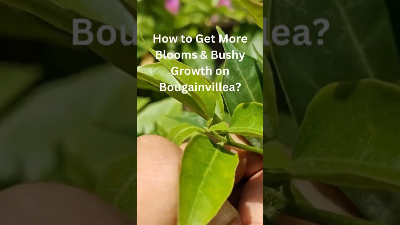 Как добиться обильного цветения и пышного роста бугенвиллии #бугенвиллия #советыпоцветениюбугенви...
