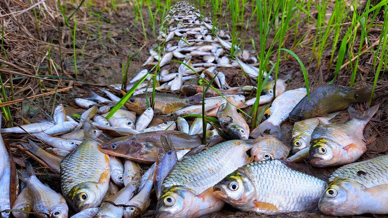 top skill fishing, a smart fisherman catch a lot of fishes & picking duck eggs by hand