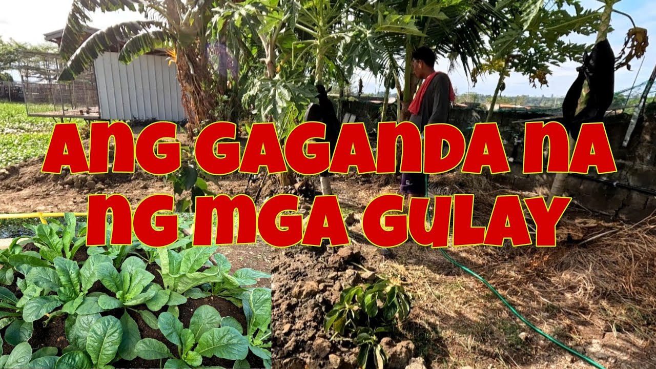 Nag abono na kami mg saging at papaya | Nakaka aliw tingnan ang mga green leafy vegetables 