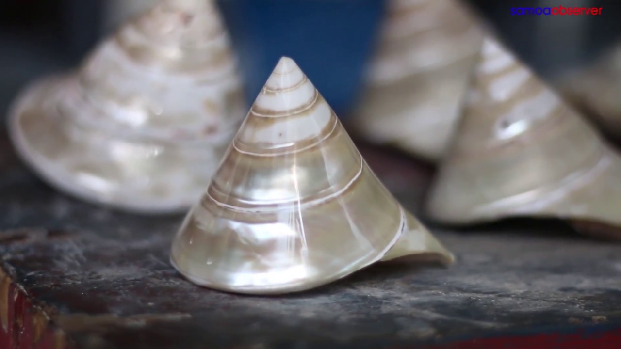 Trochus shells bonanza for communities