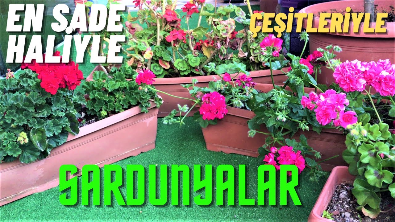 En Basit Haliyle Sardunya Türleri ve Bakımları
