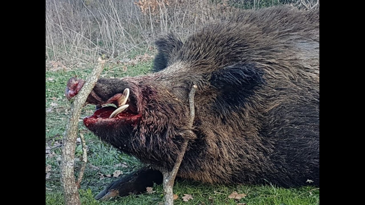 Deliorman postası ile domuz avı - şubat 2018 (3)