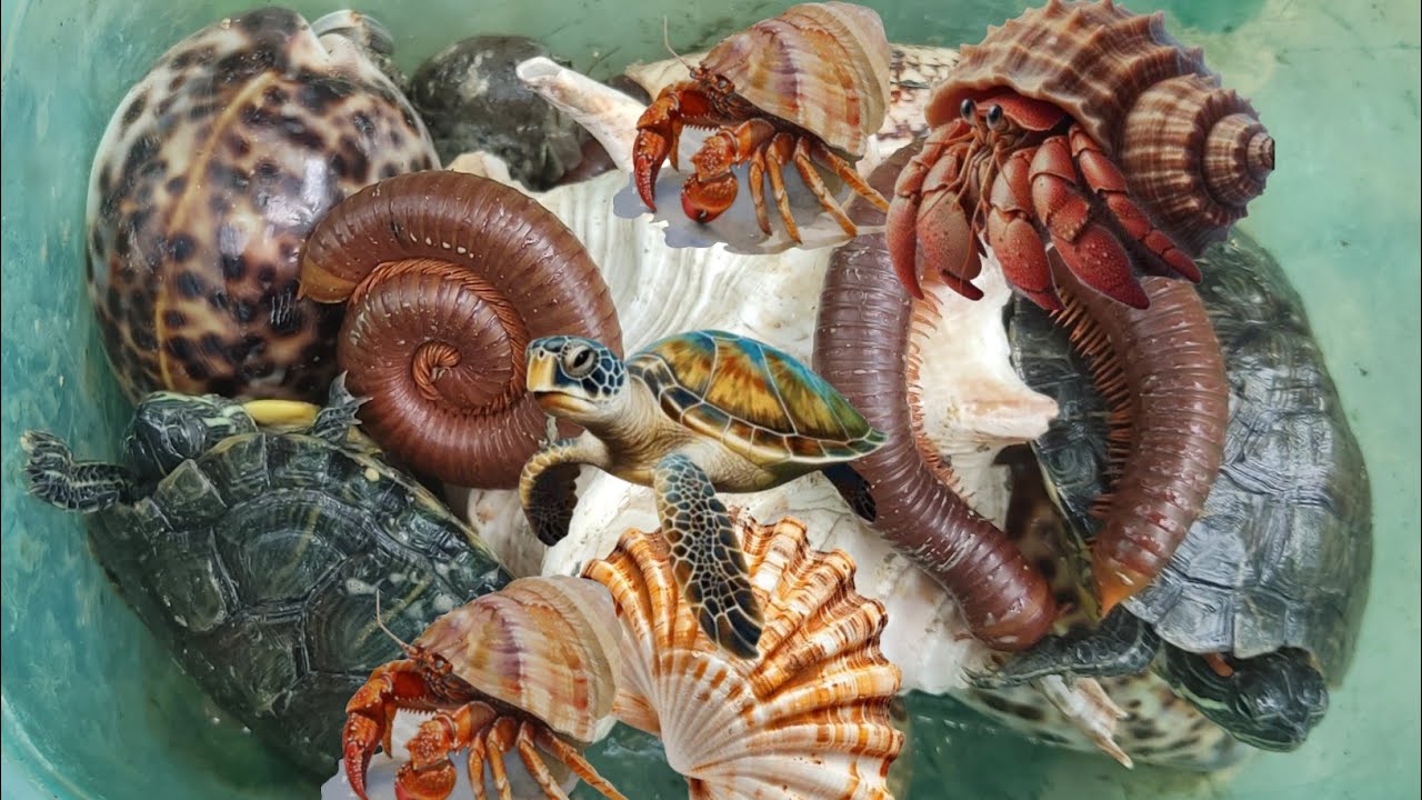 Menemukan Bekicot Pelangi,Kerang Laut, Kerang, Kelomang,kaki Seribu, Penyu,Luwing, Lipan,Katak#me457
