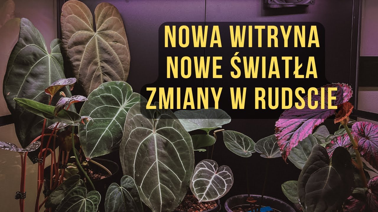 Nowa świetna witryna, ledy z opcją ściemniania, opinia o światłach Mr. Light i zmiany w Rudście