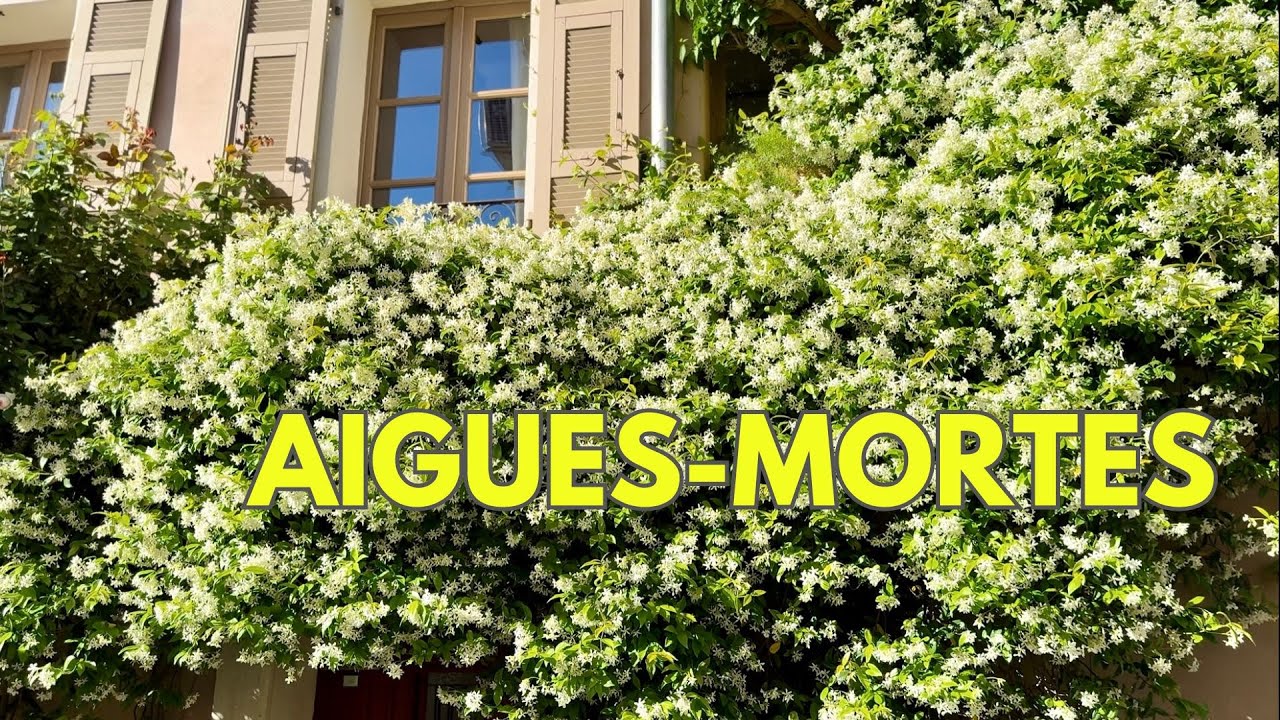 Aigues-Mortes – Balade fleurie au cœur d'une cité médiévale (Gard, Camargue)