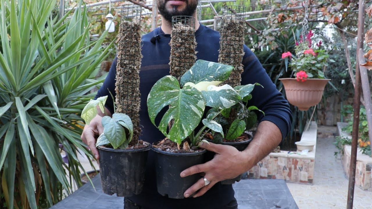تعرف على انواع مميزه من نبات المونستيرا (القفص الصدري)